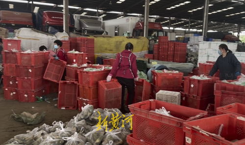 山東匡山農產品市場解封探訪 防疫保供兩不誤，蔬菜價格穩中有降，勞保用品銷售顯新意