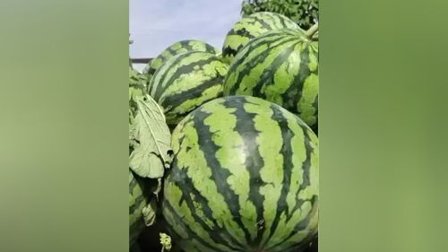原棚美都西瓜，甜蜜之約，新鮮直達(dá)