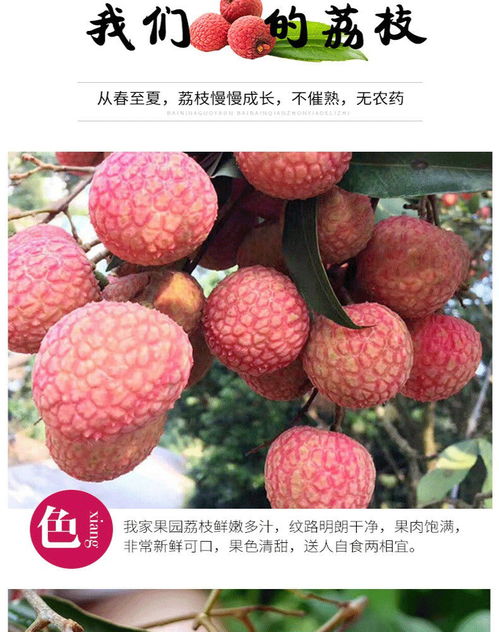 荔枝新鮮上市 應(yīng)季孕媽首選，果園直供非妃子笑，廣東現(xiàn)摘批發(fā)包郵攻略